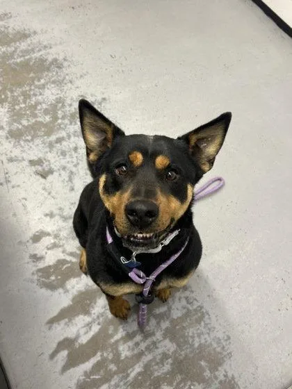An adult medium-sized female Rottweiler dog named Button for adoption in Chandler, AZ
