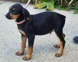 A baby small-sized male Doberman Pinscher dog named Fabian for adoption in Washington, DC
