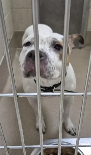 A young medium-sized male Pit Bull Terrier dog named Zeus Potato for adoption in Decatur, IL