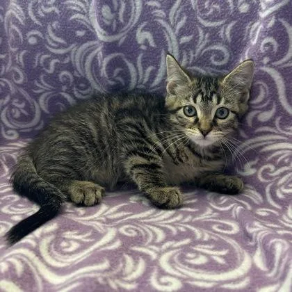A baby small-sized female Domestic Short Hair cat named Poppy for adoption in Janesville, WI