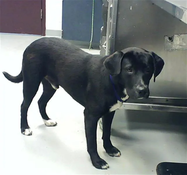 A young large-sized male Labrador Retriever dog named A for adoption in Fayetteville, NC