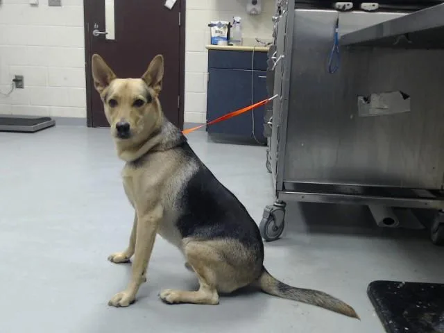 A young small-sized male German Shepherd Dog dog named Cairo for adoption in Fayetteville, NC