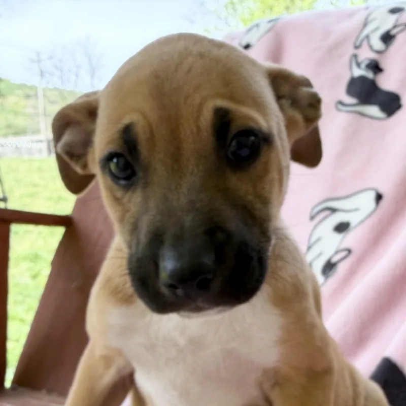 A baby medium-sized female Yellow / Tan / Blond / Fawn Boxer dog named Maddie Mojito for adoption in Andover, MA