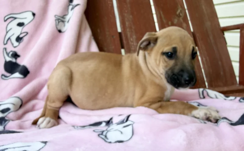 Maddie Mojito thumbnail 5