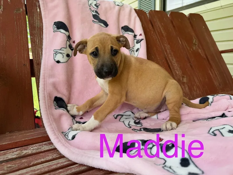 Maddie Mojito thumbnail 6