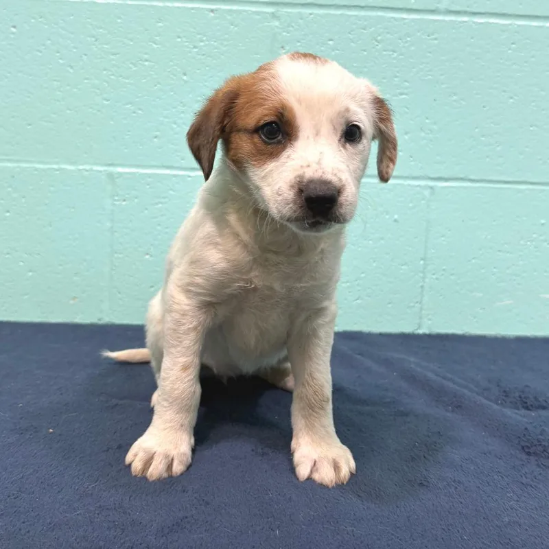 Trixie Lynn thumbnail 2