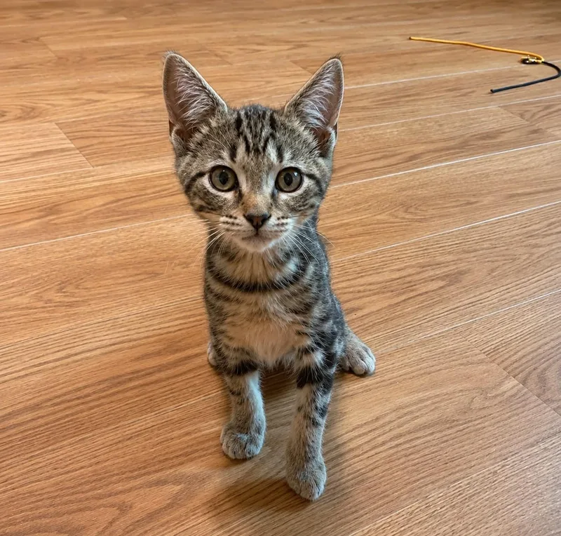 A baby small-sized male Tabby (Brown / Chocolate) Tabby cat named MacGyver for adoption in Greensburg, PA