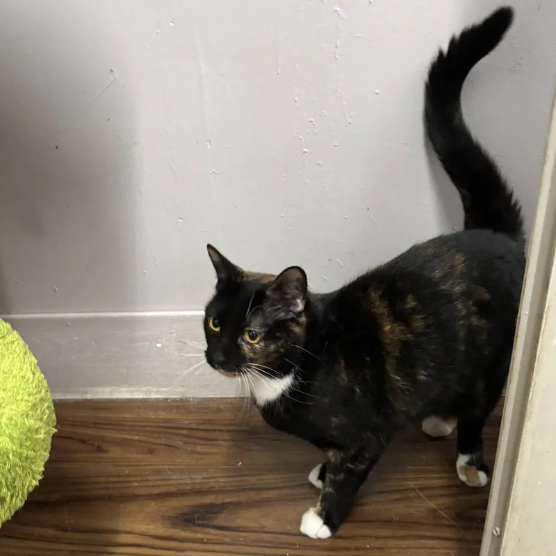 Rockstar thumbnail 2