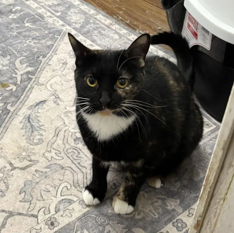 Rockstar thumbnail 3