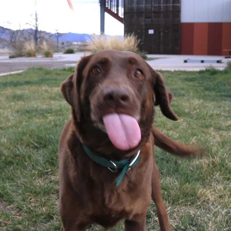 Daisy thumbnail 3