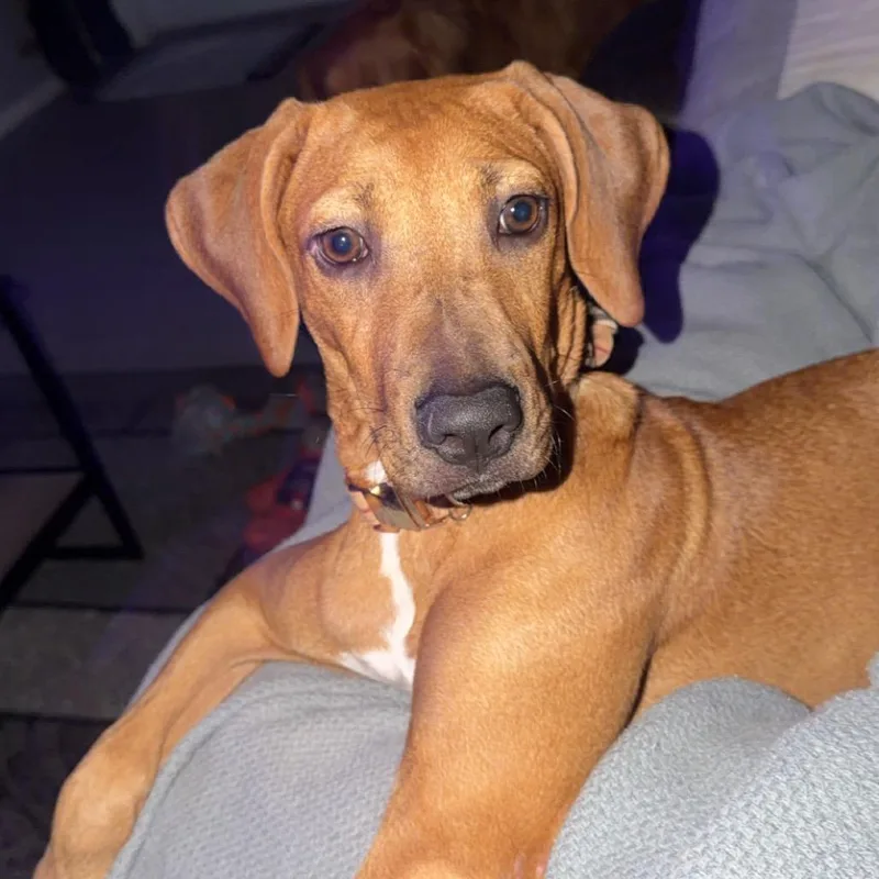 A young medium-sized female Apricot / Beige Labrador Retriever dog named Jolene for adoption in Hobe Sound, FL