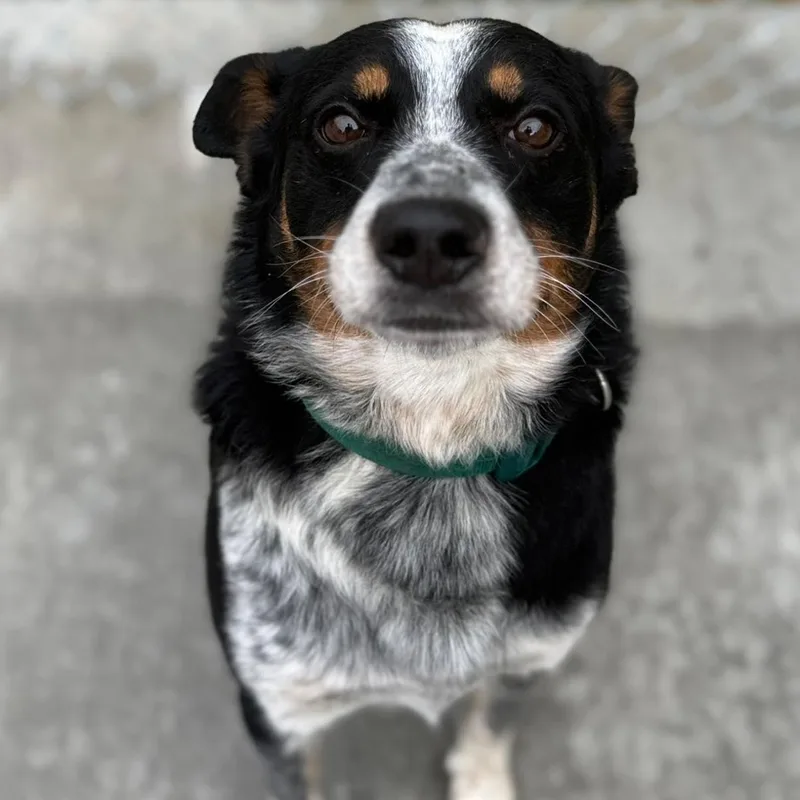 A senior medium-sized male Mixed Breed dog named Nazareth for adoption in Warren, OH