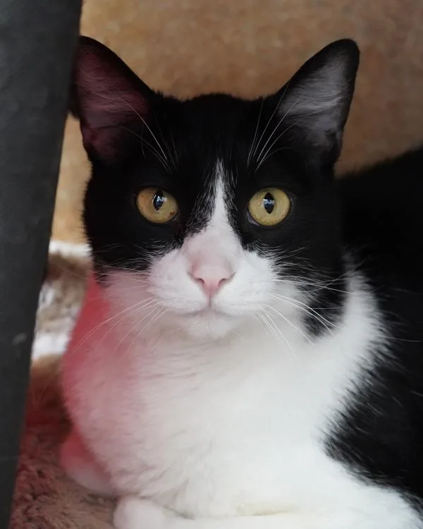 Domino