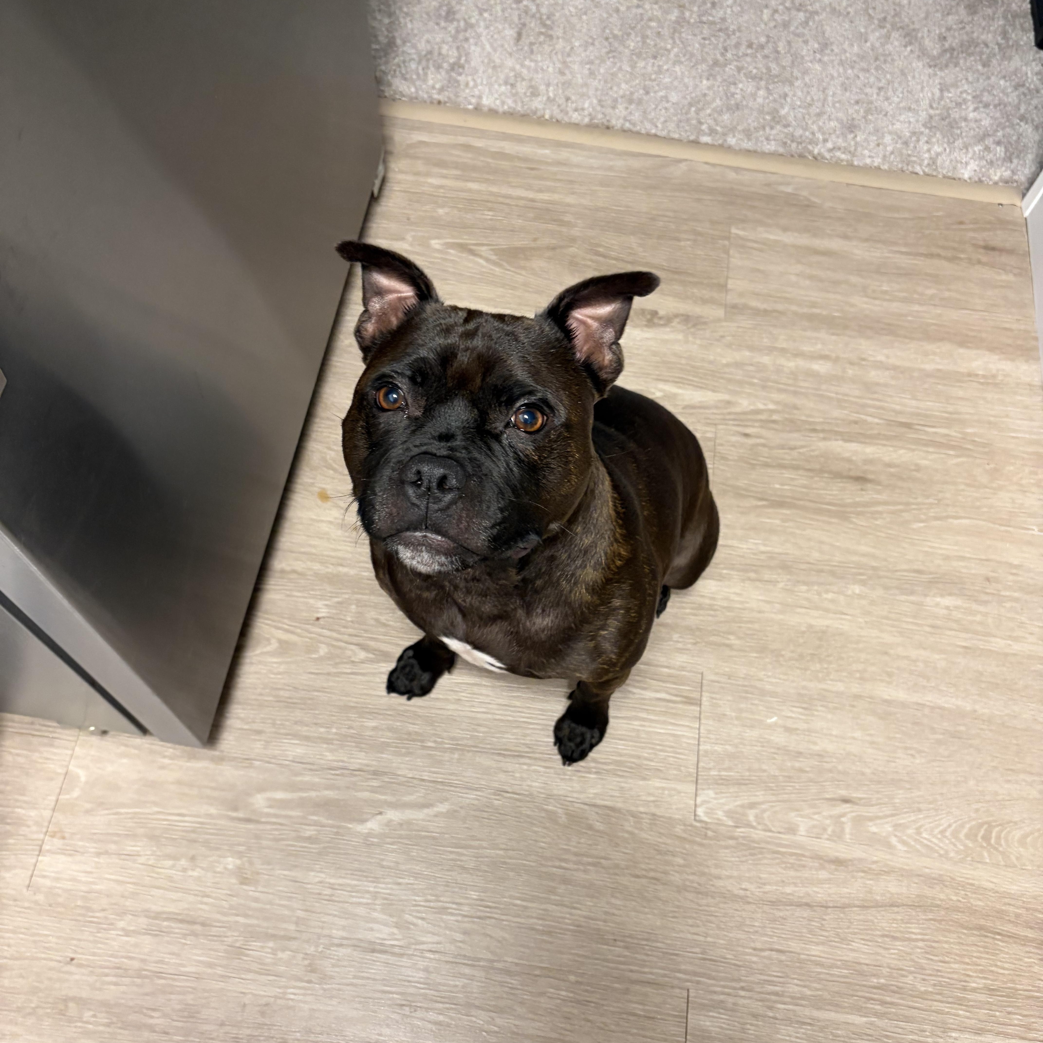 An adult medium-sized male Bicolor French Bulldog dog named Mo for adoption in Avondale, PA