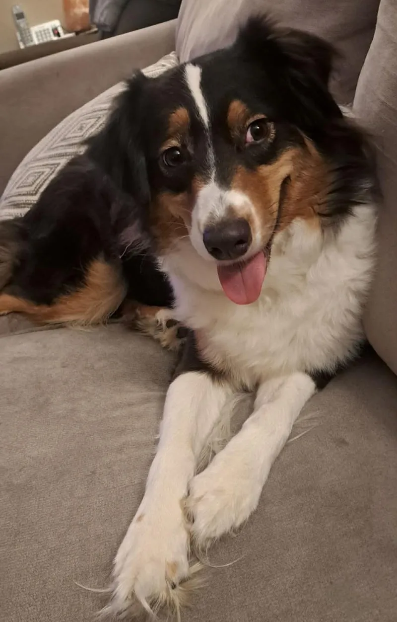 Daisy