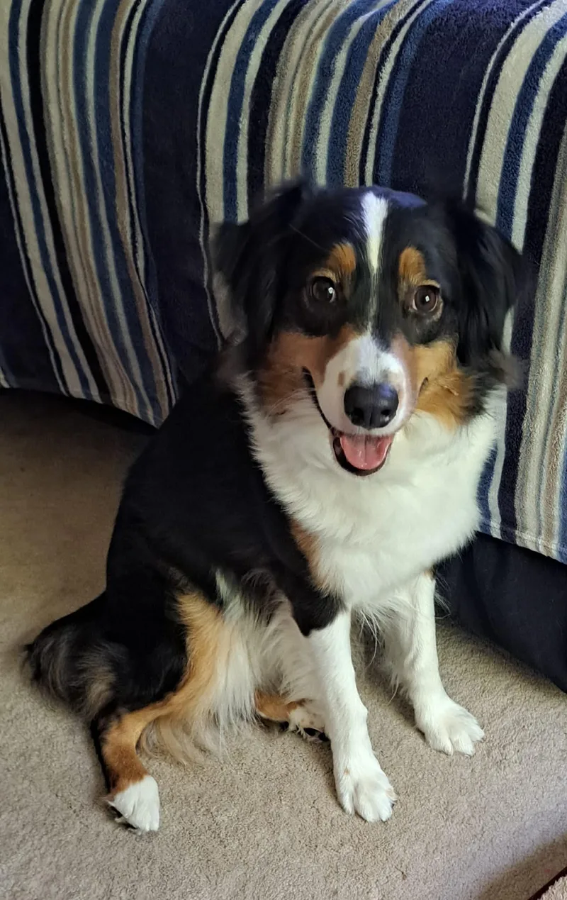 Daisy thumbnail 3