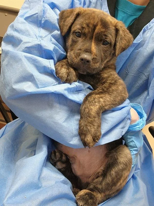 A baby large-sized male Labrador Retriever dog named Eugene Krabs for adoption in Kennewick, WA