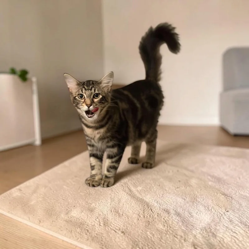 A baby medium-sized female Tabby (Brown / Chocolate) Domestic Medium Hair cat named Aurora for adoption in Fort Worth, TX