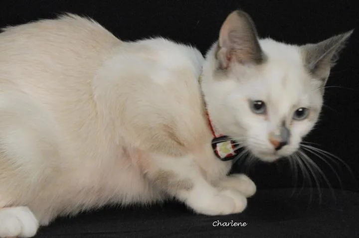 A young medium-sized female Cream / Ivory Domestic Short Hair cat named Vanilla Bean for adoption in Newland, NC