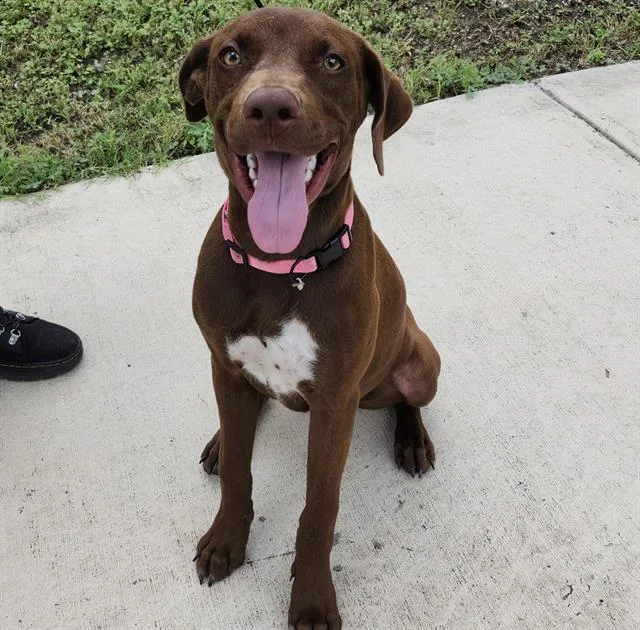A young medium-sized female Labrador Retriever dog named Zoey for adoption in San Antonio, TX