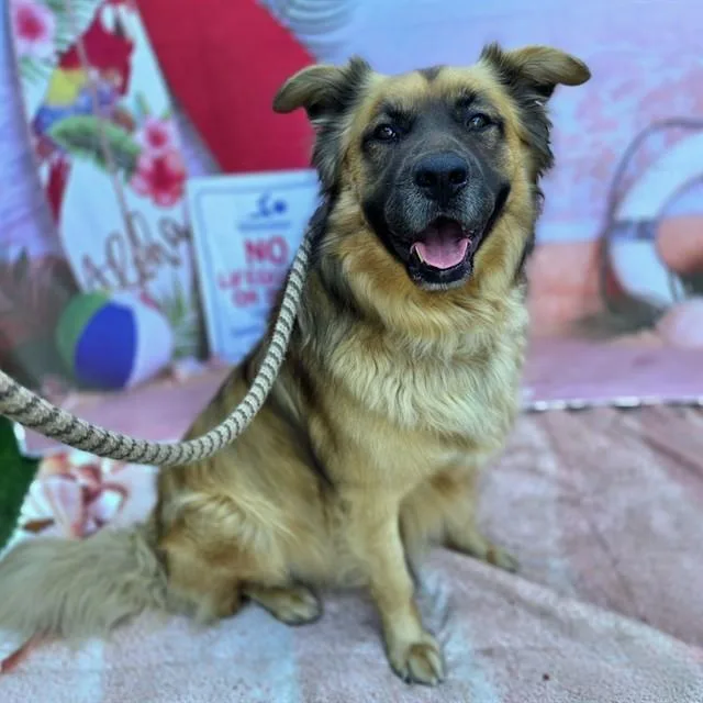 An adult large-sized male German Shepherd Dog dog named Trevor for adoption in Long Beach, CA