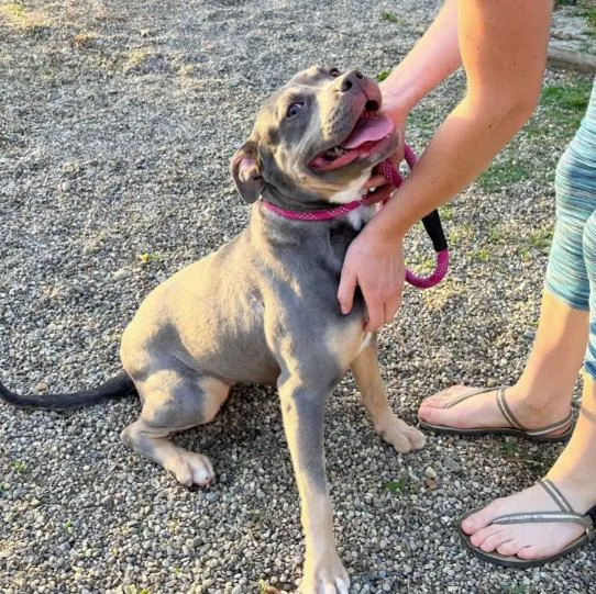 An adult medium-sized female Staffordshire Bull Terrier dog named Xena for adoption in Naperville, IL