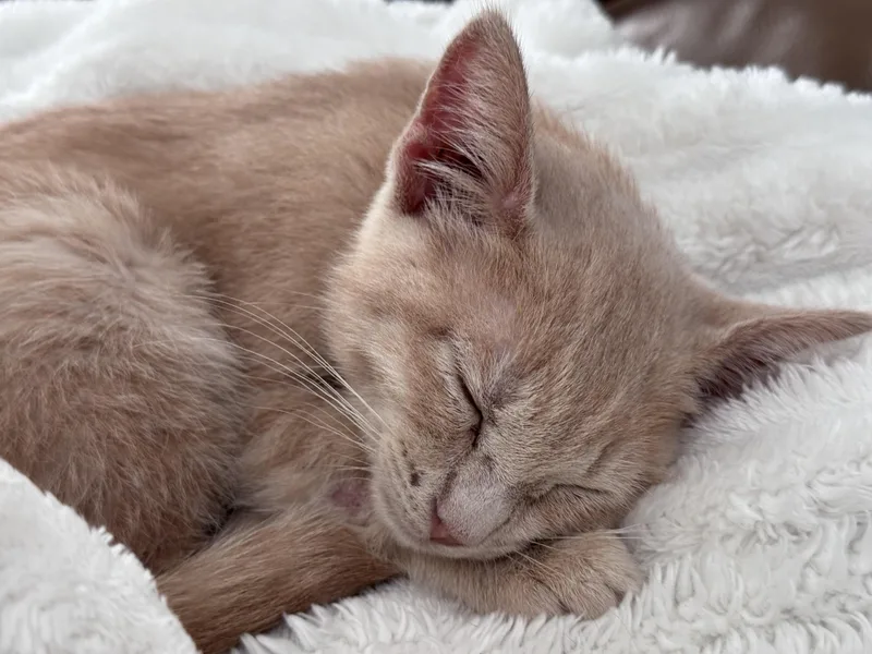 A baby medium-sized male Tabby (Buff / Tan / Fawn) Tabby cat named Butters for adoption in Smithfield, NC