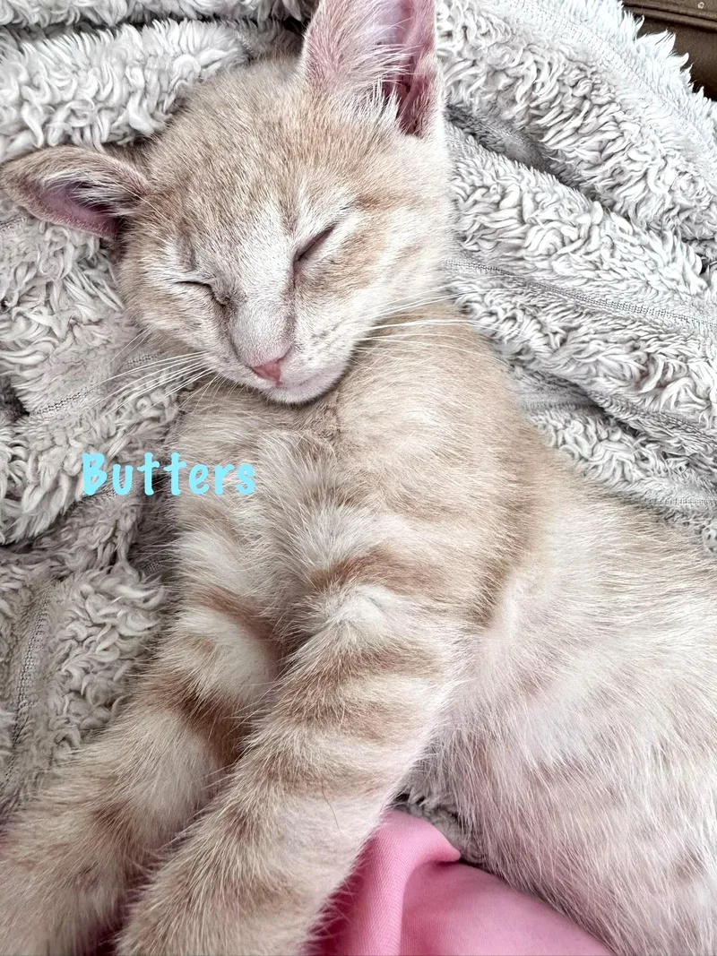 Butters thumbnail 5