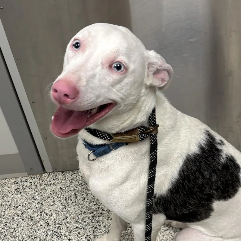 A young medium-sized female White / Cream Catahoula Leopard Dog dog named Sapphire for adoption in Liberty, MO