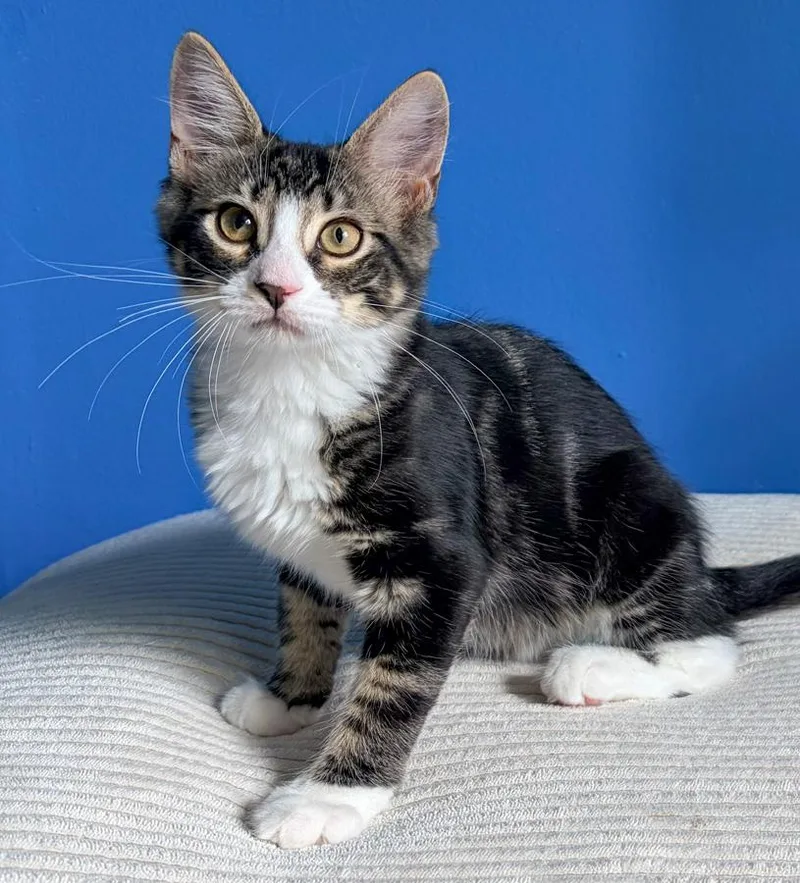 A baby medium-sized male Tabby (Gray / Blue / Silver) Domestic Short Hair cat named Sage for adoption in Elmwood Park, NJ