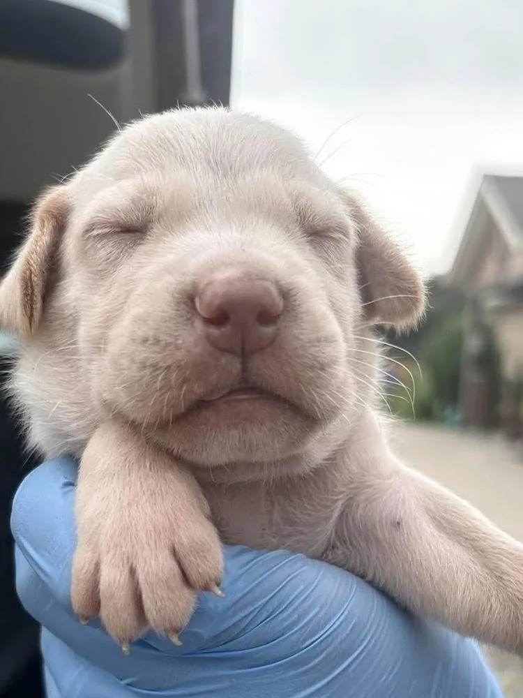 A baby medium-sized male White / Cream Labrador Retriever dog named Hexagon for adoption in Bolivar, MO