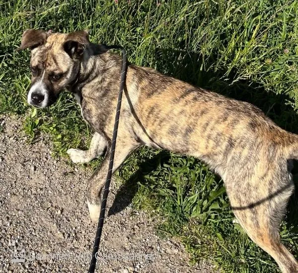 A young medium-sized female Boxer dog named Lily for adoption in Aurora, IL