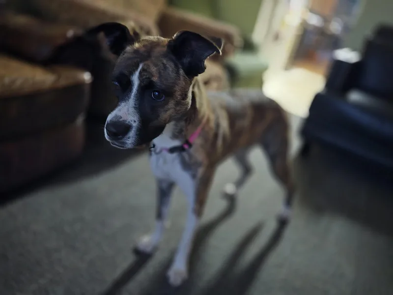 Lily thumbnail 2