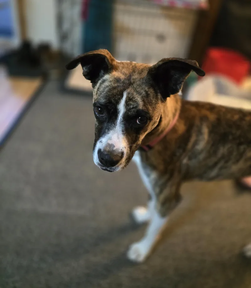 Lily thumbnail 3
