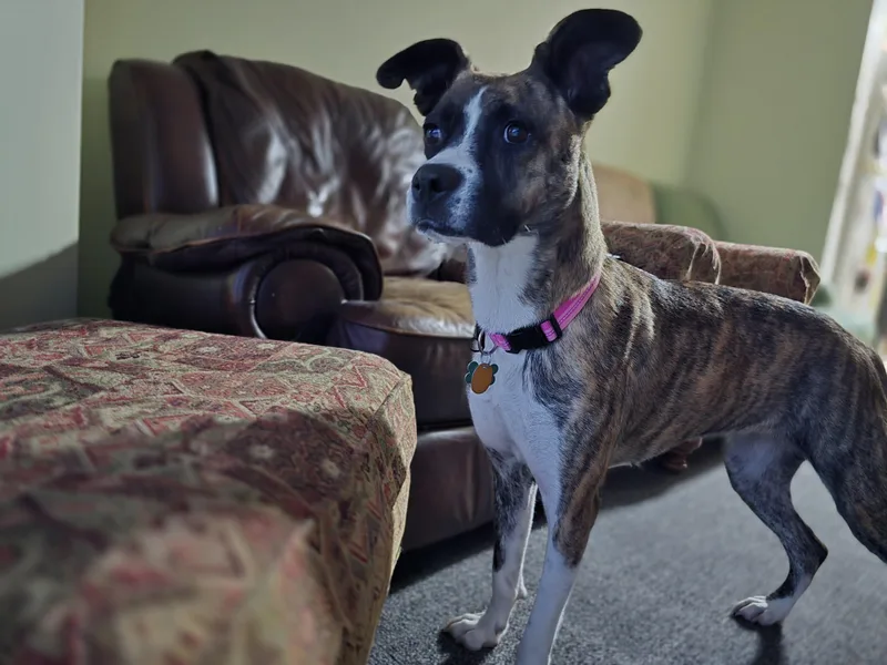 Lily thumbnail 5
