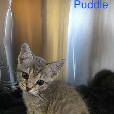 Puddle