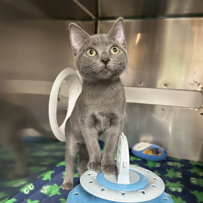 A baby small-sized female Gray / Blue / Silver Domestic Short Hair cat named Cricket for adoption in Crestwood, MO