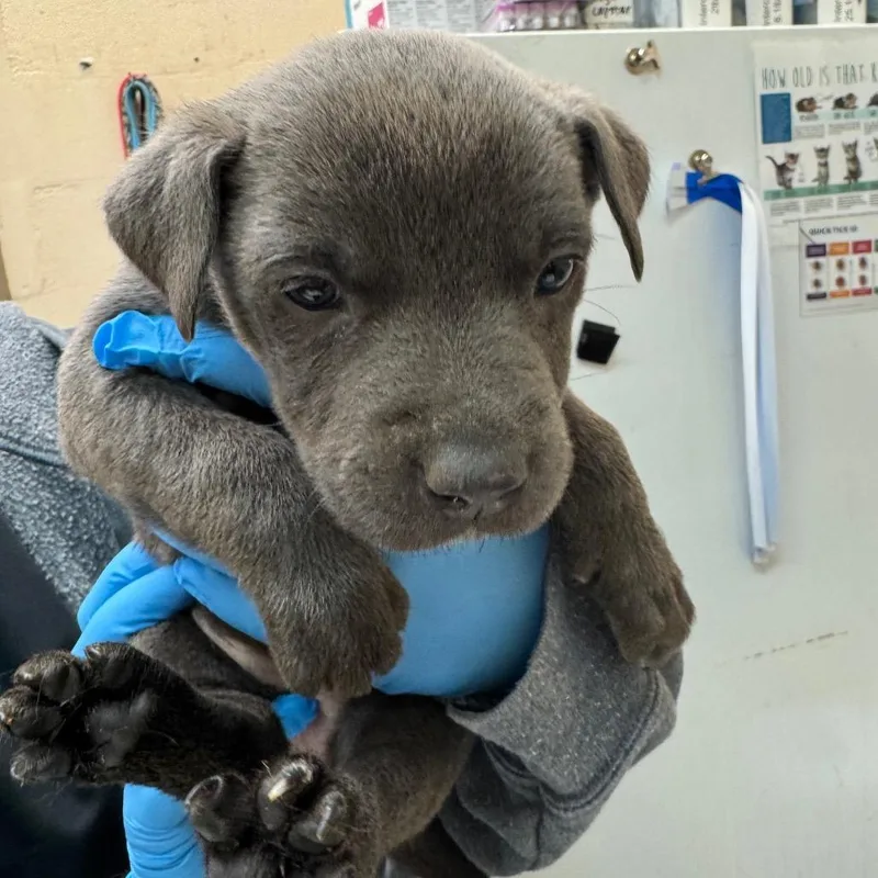 A baby small-sized female Gray / Blue / Silver Terrier dog named Gina for adoption in Birmingham, AL