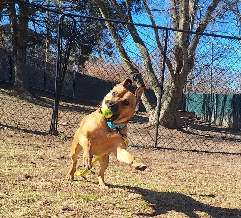 An adult medium-sized male Tricolor (Brown, Black, & White) Labrador Retriever dog named Ac  Ajax for adoption in Brewster , NY