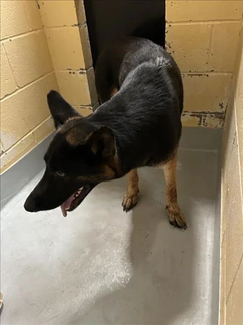 An adult large-sized female German Shepherd Dog dog named Velma for adoption in Tulsa, OK