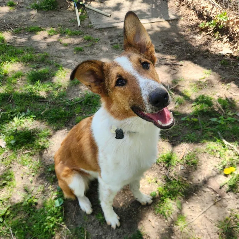 A young medium-sized male Collie dog named Tofu for adoption in Fenton, MI
