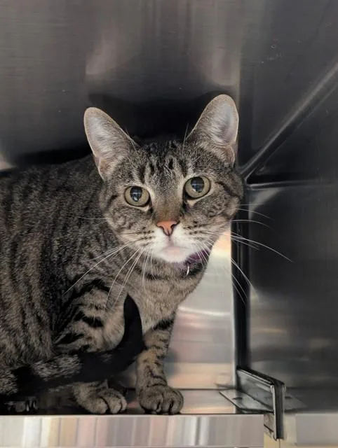 An adult small-sized female Domestic Short Hair cat named Diamond for adoption in Olivette, MO