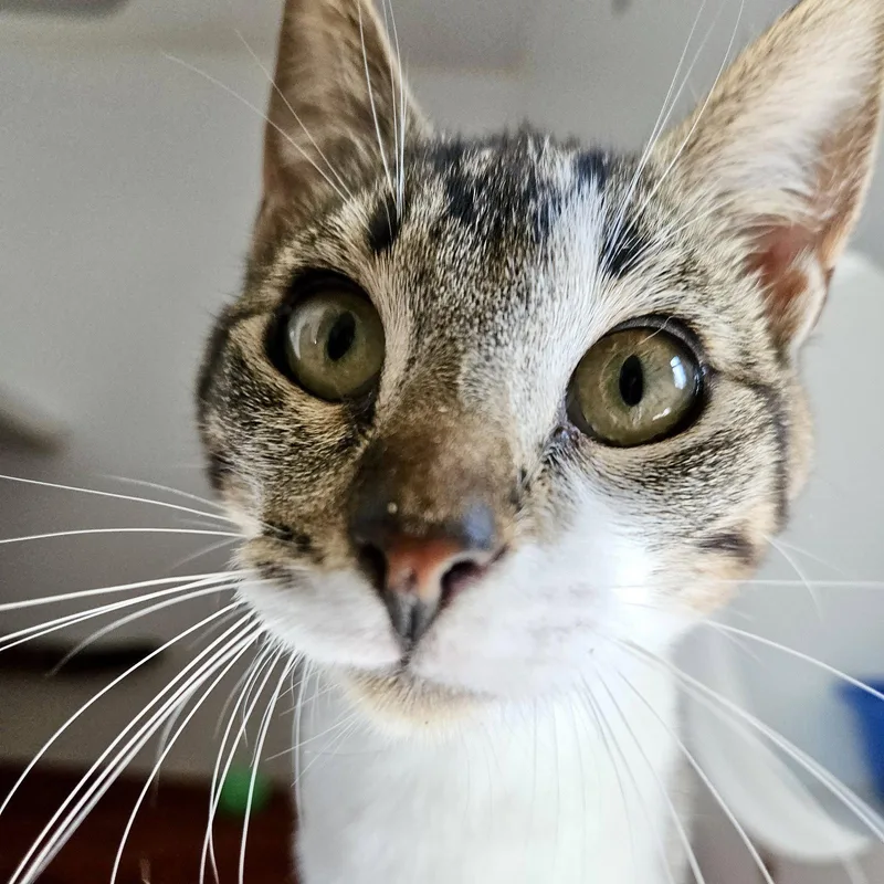 A young medium-sized female Domestic Short Hair cat named Selene for adoption in Oakland, CA