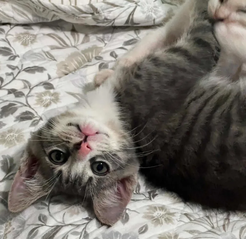 A baby medium-sized male Tabby (Buff / Tan / Fawn) Domestic Medium Hair cat named Tag for adoption in Calera, AL