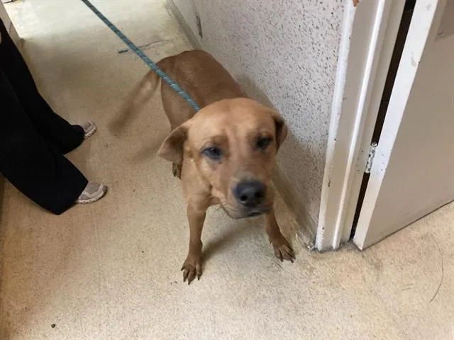 A young large-sized male Rhodesian Ridgeback dog named Kevin for adoption in Long Beach, CA