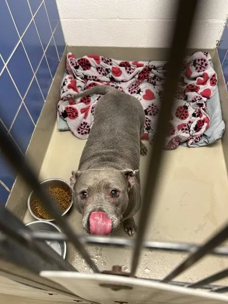 An adult extra large-sized female Pit Bull Terrier dog named Lady Blue for adoption in Austin, TX
