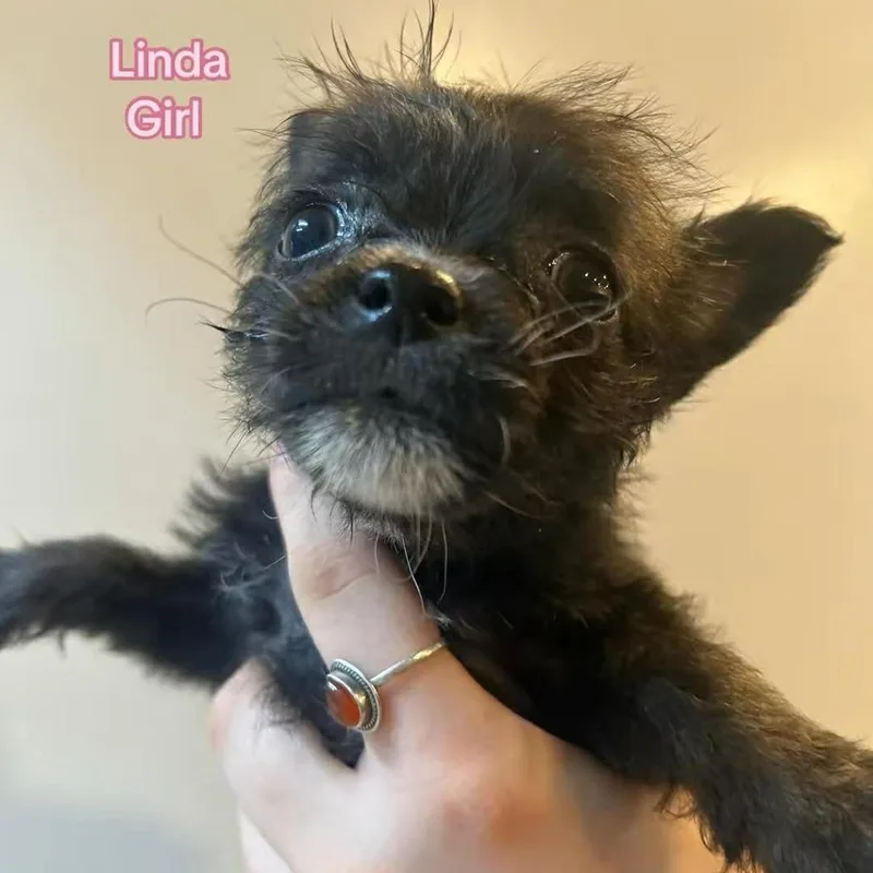 Linda