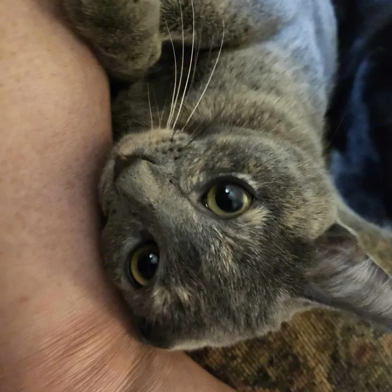 Persephone thumbnail 2