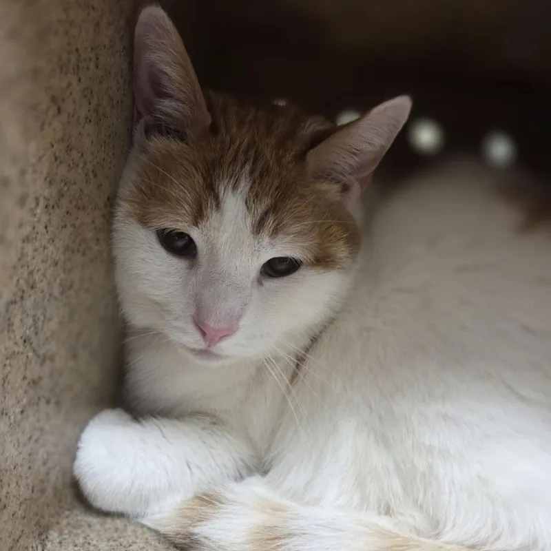 A senior extra large-sized male White Domestic Short Hair cat named Curry for adoption in Philadelphia, PA