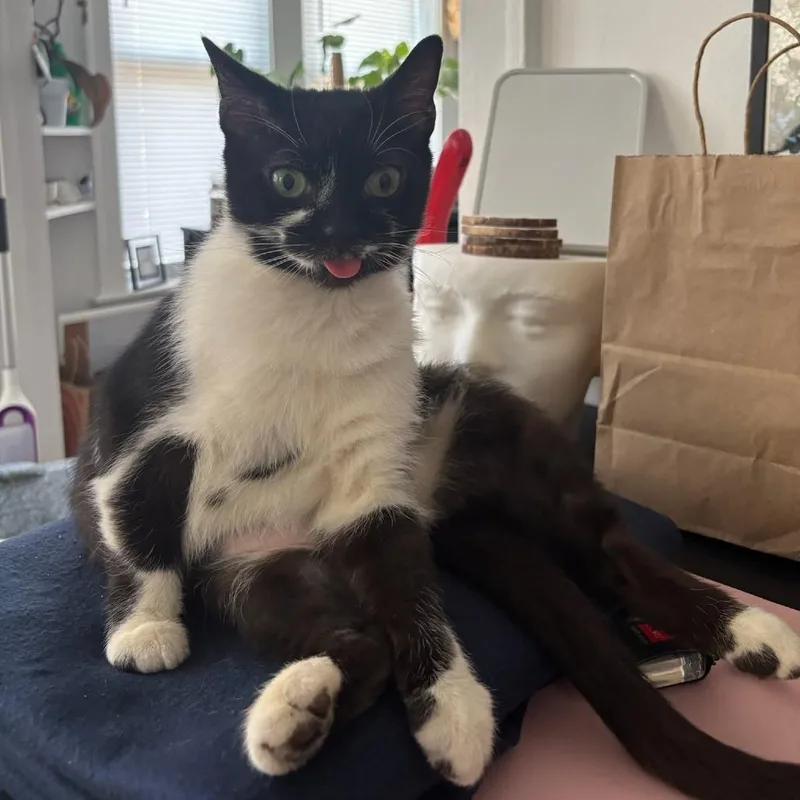 An adult medium-sized female Black & White / Tuxedo Domestic Short Hair cat named Zenyatta for adoption in Evanston, IL